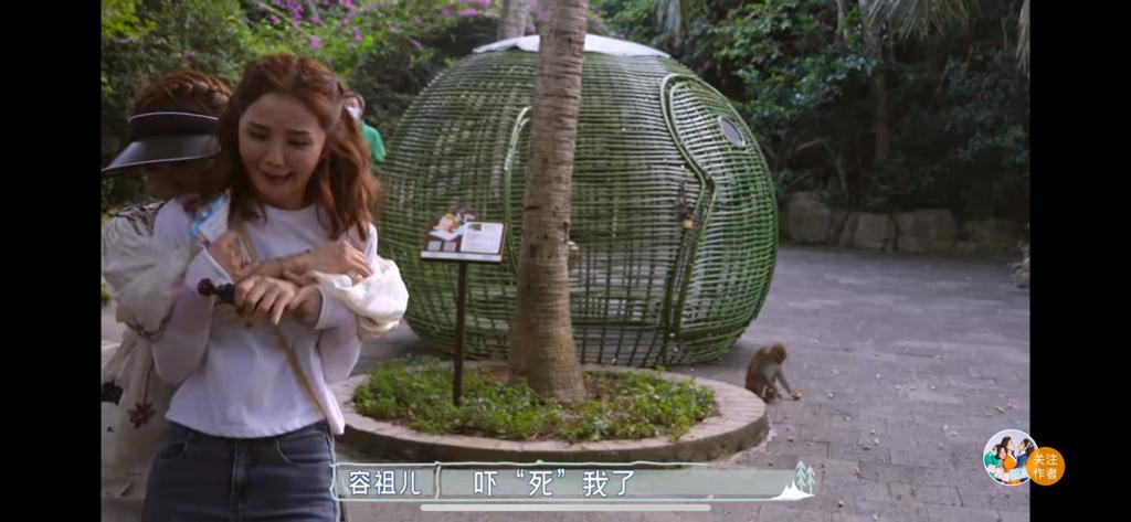 阿Sa被馬騮嚇到尖叫及面容扭曲。